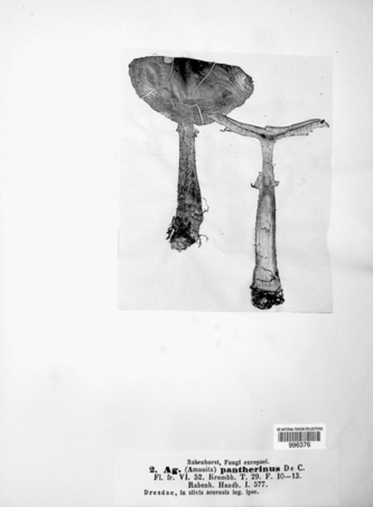 Amanita pantherina image